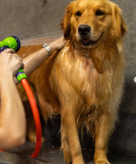 Golden Retriever tomando banho