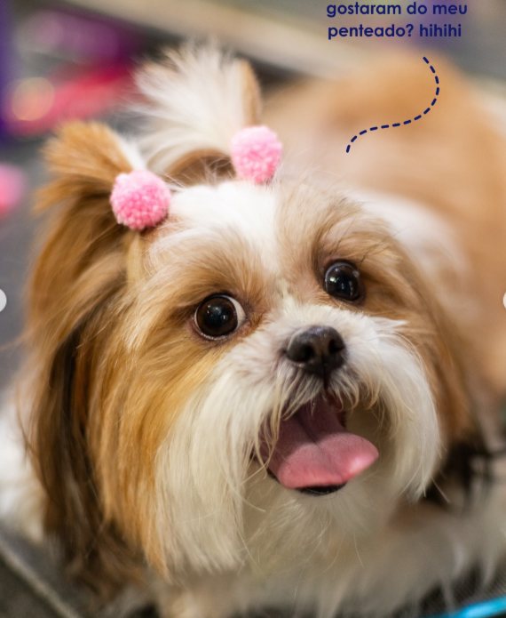 Shih Tzu com laços cor de rosa após a tosa