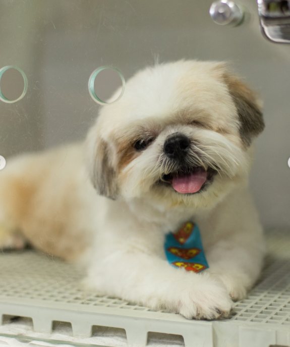 Shih Tzu branco com bandana azul pronto para ir para casa
