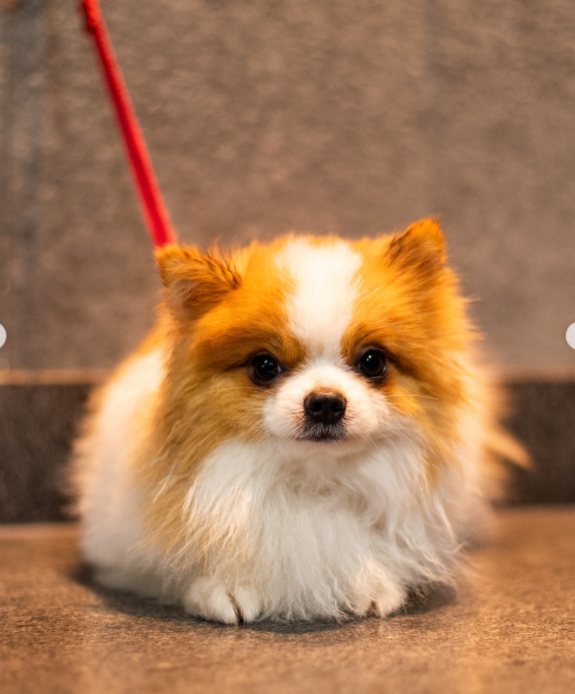 Lulu da Pomerânia na guia após a tosa
