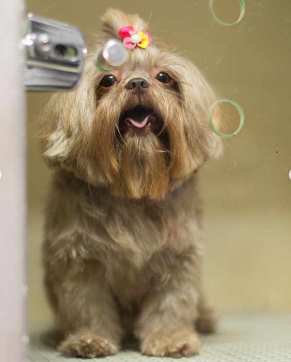 Shih Tzu com laço de flor após o banho e tosa