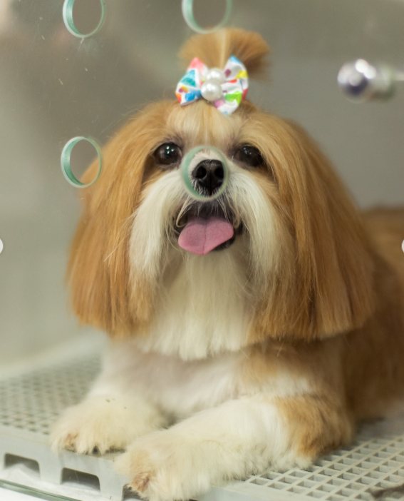 Shih Tzu com laço colorido